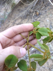 Handroanthus ochraceus