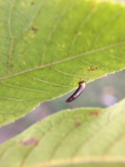 Caryomyia subulata