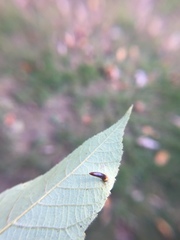 Caryomyia subulata