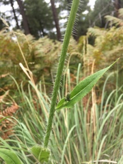 Hieracium crepidispermum