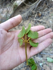 Handroanthus ochraceus