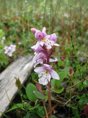 Galearis rotundifolia