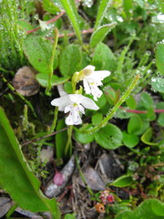 Galearis rotundifolia