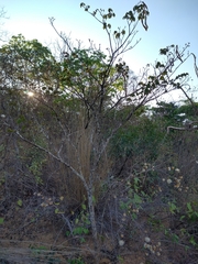 Handroanthus ochraceus