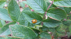 Harmonia axyridis