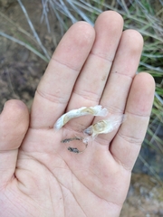 Handroanthus ochraceus