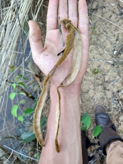 Handroanthus ochraceus