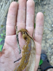 Handroanthus ochraceus