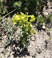Sebaea micrantha intermedia