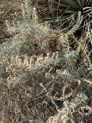 Krascheninnikovia lanata