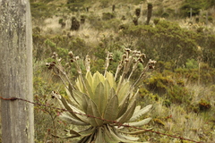 Espeletia barclayana