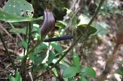 Anthurium ranchoanum image