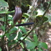 Anthurium ranchoanum - Photo (c) ramon_d, algunos derechos reservados (CC BY-NC), subido por ramon_d