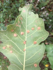 Neuroterus floccosus