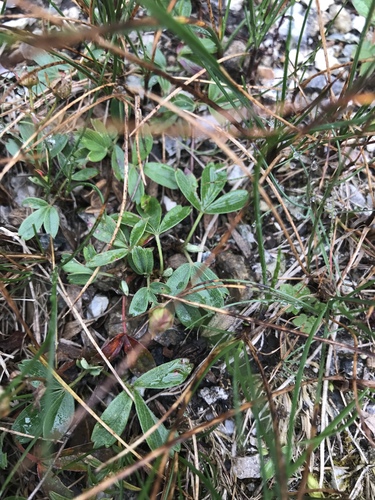 Sibbaldia tridentata, photograph 6