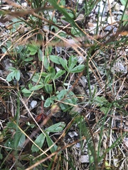 Sibbaldia tridentata, photograph Alan Weakley, CC0, iNaturalist via GBIF
