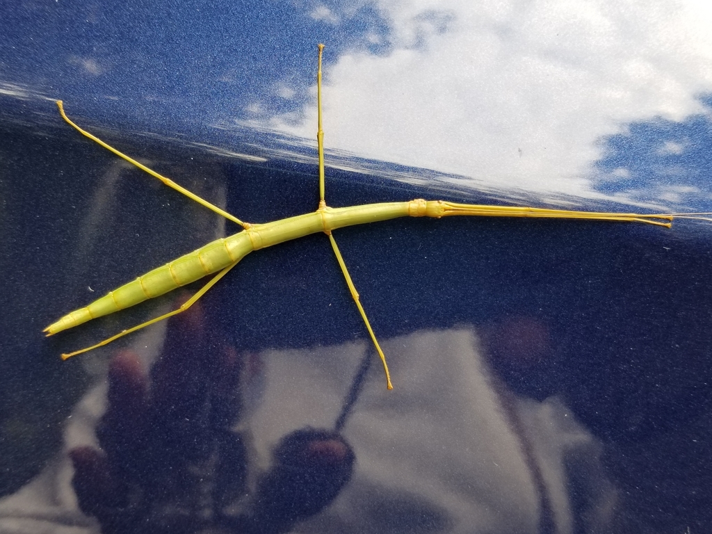 Common Walking Stick Insects from Dargan's Boat ramp on October 4, 2020 ...