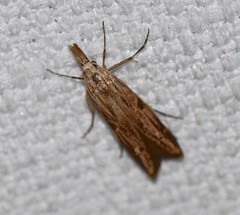Streniastis thermaea
