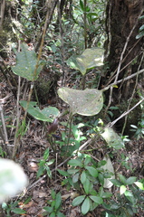 Anthurium ranchoanum