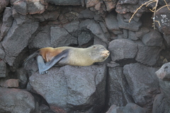 Arctocephalus galapagoensis