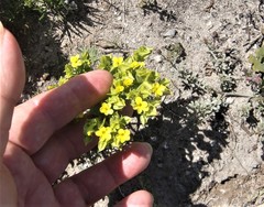 Sebaea micrantha intermedia