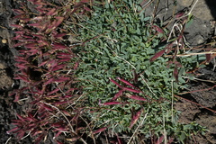 Saponaria sicula