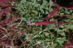 Saponaria sicula