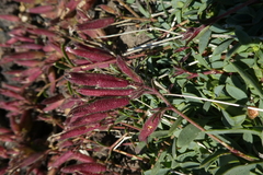 Saponaria sicula