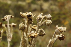 Espeletia barclayana