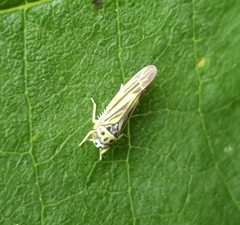 Eupterycyba jucunda