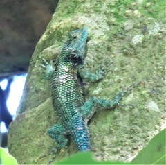 Sceloporus internasalis