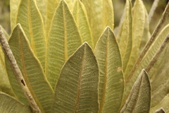 Espeletia barclayana