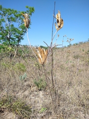 Handroanthus coronatus