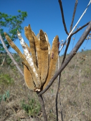 Handroanthus coronatus