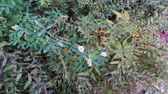 Melilotus albus