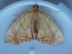 Eulithis diversilineata