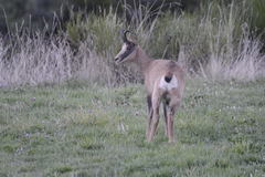 Rupicapra pyrenaica parva