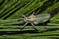 Lluciapomaresius asturiensis