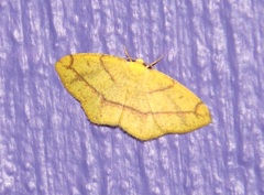 Periclina syctaria