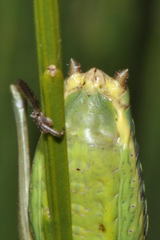 Lluciapomaresius asturiensis