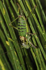 Lluciapomaresius asturiensis