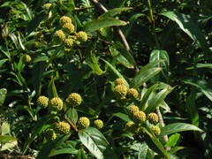 Cephalanthus glabratus