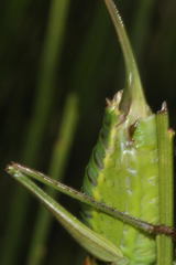 Lluciapomaresius asturiensis