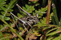 Antaxius florezi