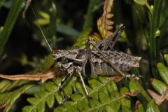 Antaxius florezi
