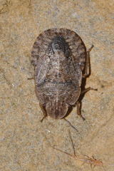 Sciocoris microphthalmus