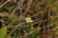 Oritrophium peruvianum