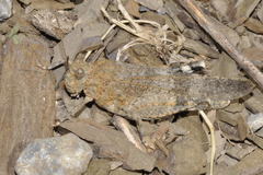 Oedipoda coerulea