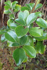 Brachyglottis buchananii