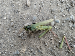 Schistocerca alutacea